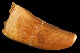Juvenile Carcharodontosaurus Tooth - Feeding Worn #183507-1